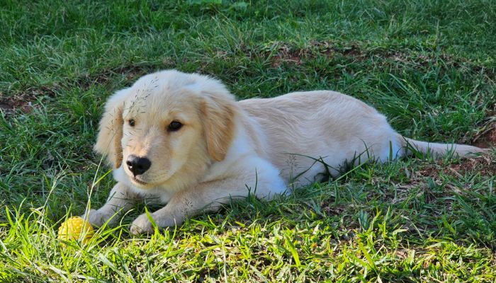 Foto: PMPR PMPR inicia projeto de terapia com cães para crianças com Transtorno do Espectro Autista